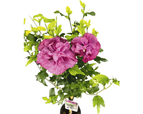 Hibiscus FloraSelf Hibiscus syriacus 'Magenta Chiffon' H 50 cm Co 3 L roz Hibiscus cu frunze și flori