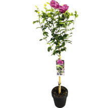 Arbust de hibiscus în ghiveci cu etichetă
