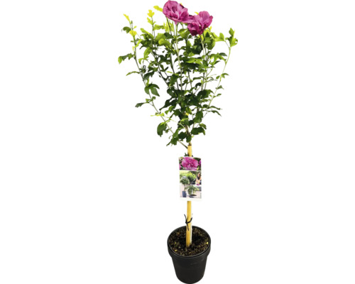 Arbust de hibiscus în ghiveci cu etichetă