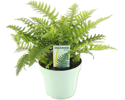 Ferigă verde în ghiveci marca Ingarden Ferns