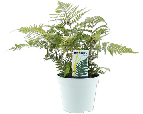 Ferigă Dryopteris erythrosora în ghiveci