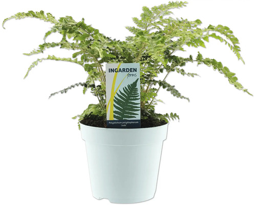 Ferigă de părul-fetei într-un ghiveci