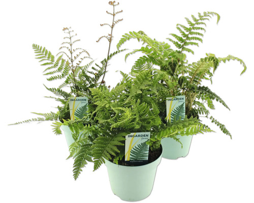 Ferigă FloraSelf H 10-30 cm Co 2 L, diferite specii