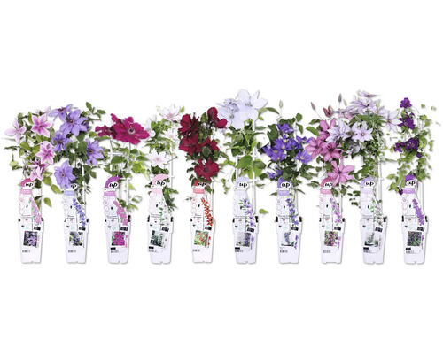Diverse soiuri de clematis cu flori și etichete