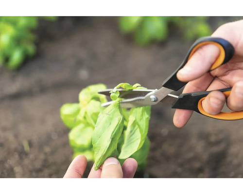 O persoană taie frunze de busuioc cu o foarfecă de grădină.