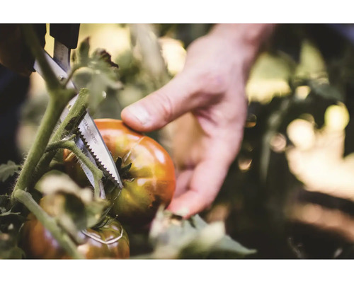 O persoană recoltează roșii din propria grădină cu o foarfecă de grădină.