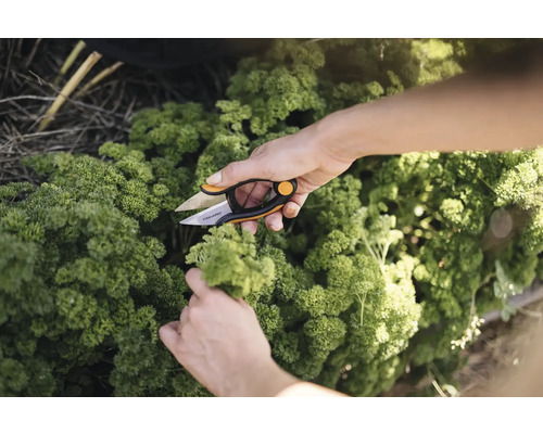 O persoană taie pătrunjel cu o foarfecă pentru ierburi Fiskars.