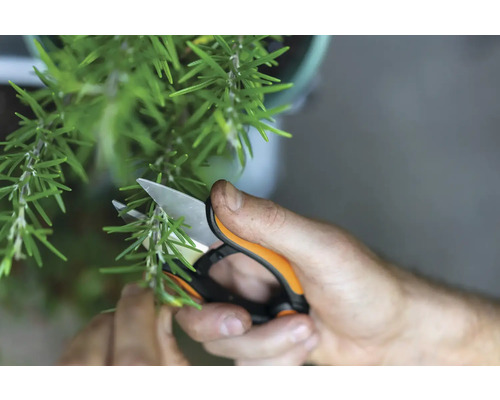 O persoană taie rozmarin cu foarfece de grădină.