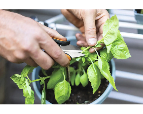 O persoană taie busuioc cu o foarfecă de grădină.
