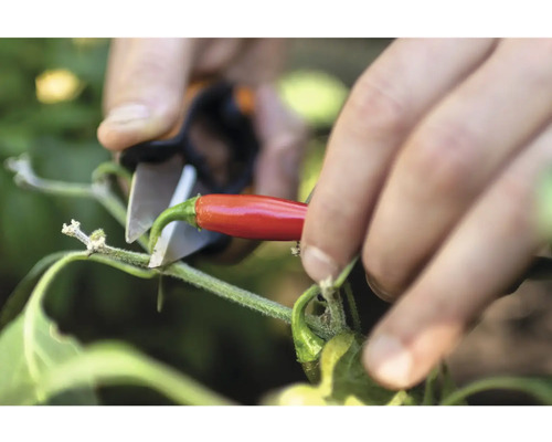 Recoltarea unui ardei iute roșu cu o foarfecă de grădină