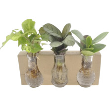 Trei plante în vaze de sticlă cu suport de lemn