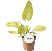 Plantă de interior Philodendron în ghiveci maro