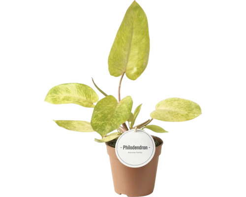 Plantă de interior Philodendron în ghiveci maro