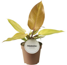 Plantă Philodendron în ghiveci