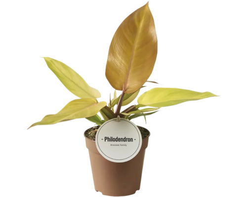 Plantă Philodendron în ghiveci