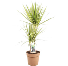 Dracena în ghiveci