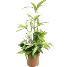 Dracaena în ghiveci cu etichetă de plante
