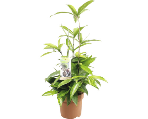 Dracaena în ghiveci cu etichetă de plante