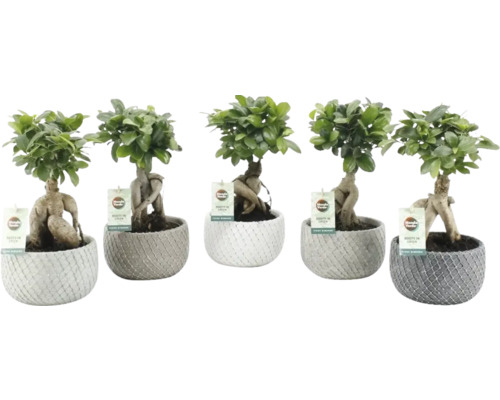 Ficus Bonsai FloraSelf Ficus ginseng ghiveci ceramică | HORNBACH