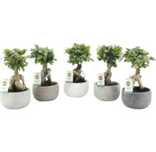Diverse bonsái ginseng în ghivece