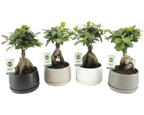 Genieve Figgis by Alison Gingeras 絶版 Ficus Bonsai FloraSelf Ficus ginseng ghiveci ceramică | HORNBACH
