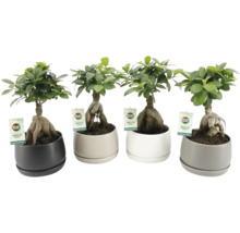 Patru plante Ficus Ginseng în ghivece