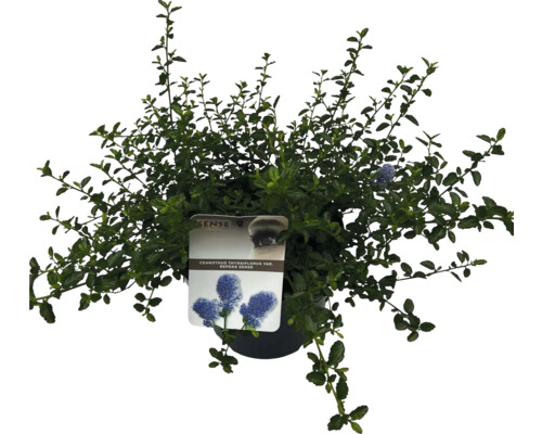 Floare de munte albastră în ghiveci