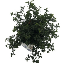 Vedere de sus a unei plante la ghiveci cu frunze verzi