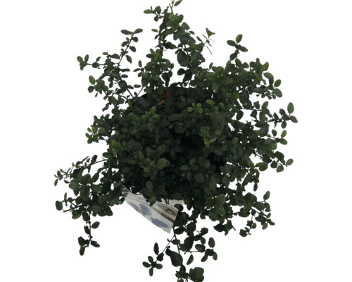 Vedere de sus a unei plante la ghiveci cu frunze verzi