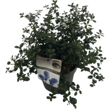 Arbust ornamental albastru Ceanothus thyrsiflorus var. Repens Sense în ghiveci