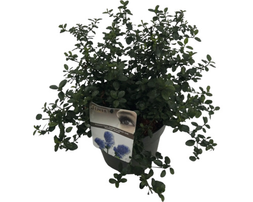 Arbust ornamental albastru Ceanothus thyrsiflorus var. Repens Sense în ghiveci