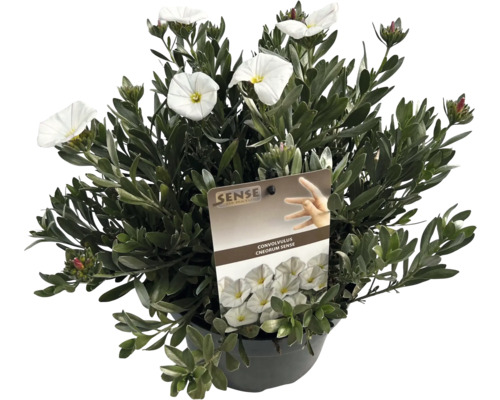 Volbură argintie într-un ghiveci cu flori albe.
