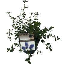 Liliac de California veșnic verde, târâtor, în ghiveci cu etichetă de plante