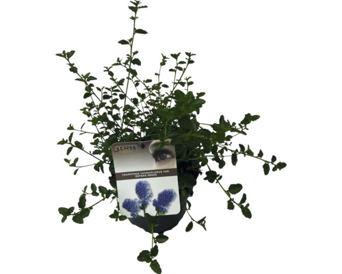 Liliac de California veșnic verde, târâtor, în ghiveci cu etichetă de plante