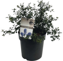Ceanothus în ghiveci