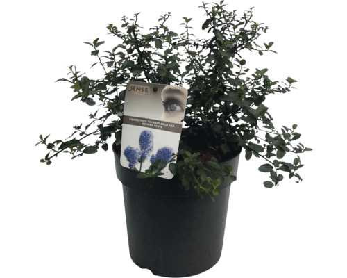 Ceanothus în ghiveci