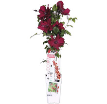 Plantă Clematis cu flori roșii în ghiveci