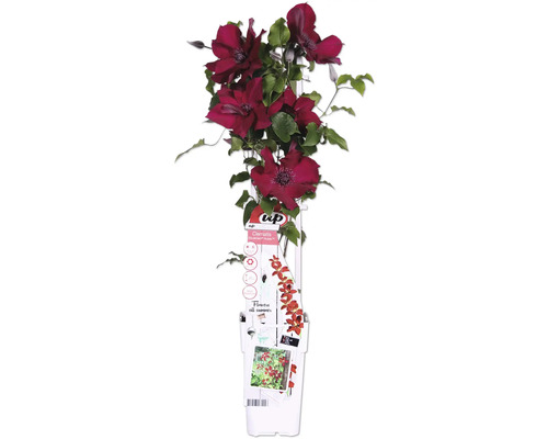 Plantă Clematis cu flori roșii în ghiveci