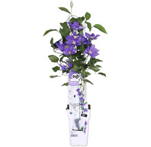 Plantă de clematis cu flori mov și frunze verzi