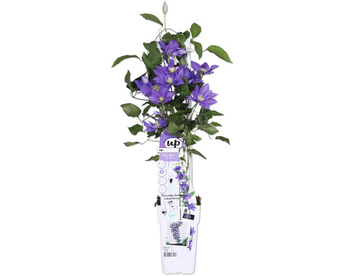 Plantă de clematis cu flori mov și frunze verzi