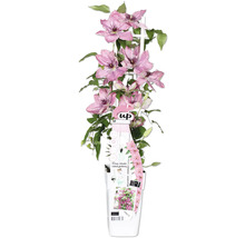Plantă de clematis în ghiveci