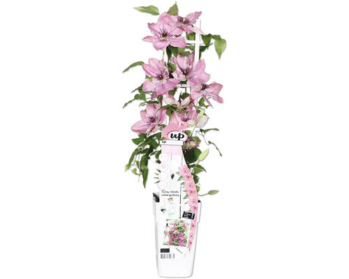 Plantă de clematis în ghiveci
