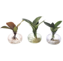 Trei plante de interior în vaze de sticlă
