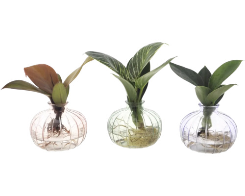Trei plante de interior în vaze de sticlă