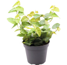 Ficus cățărător în ghiveci