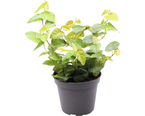 Ficus cățărător în ghiveci