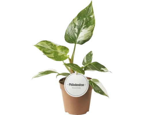 Filodendron FloraSelf Philodendron 'White Princess' ghiveci | HORNBACH