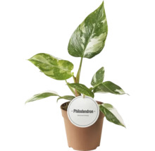 Planta de interior Philodendron în ghiveci