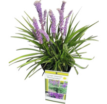 Liriope muscari Moneymaker în ghiveci