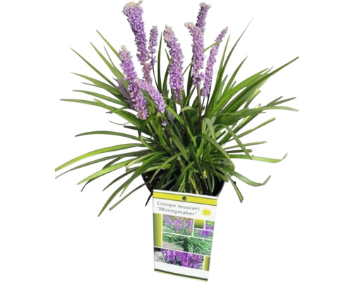 FloraSelf Liriope muscari 'Moneymaker' Co 2 L